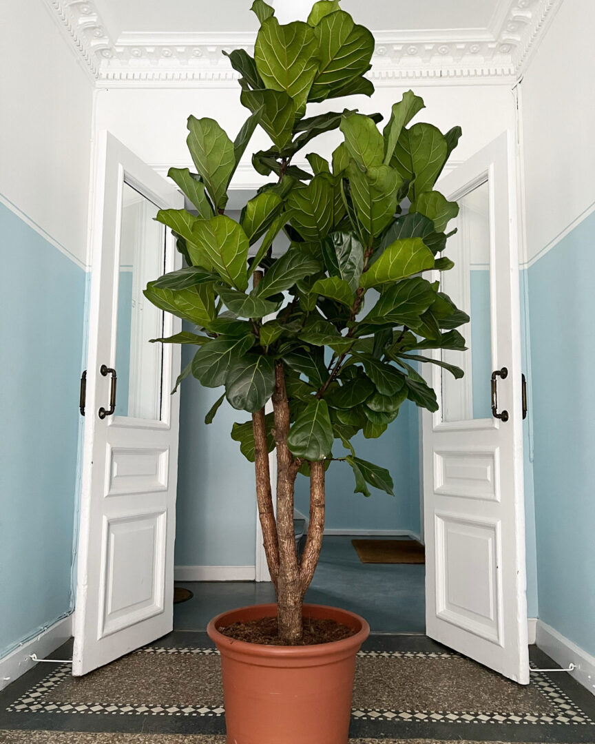 Stor grønne planter