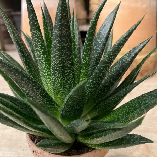 Aloe Vera
