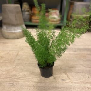 Asperagus