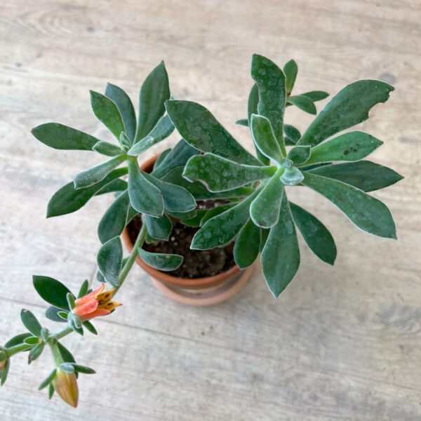 Echeveria med blomst