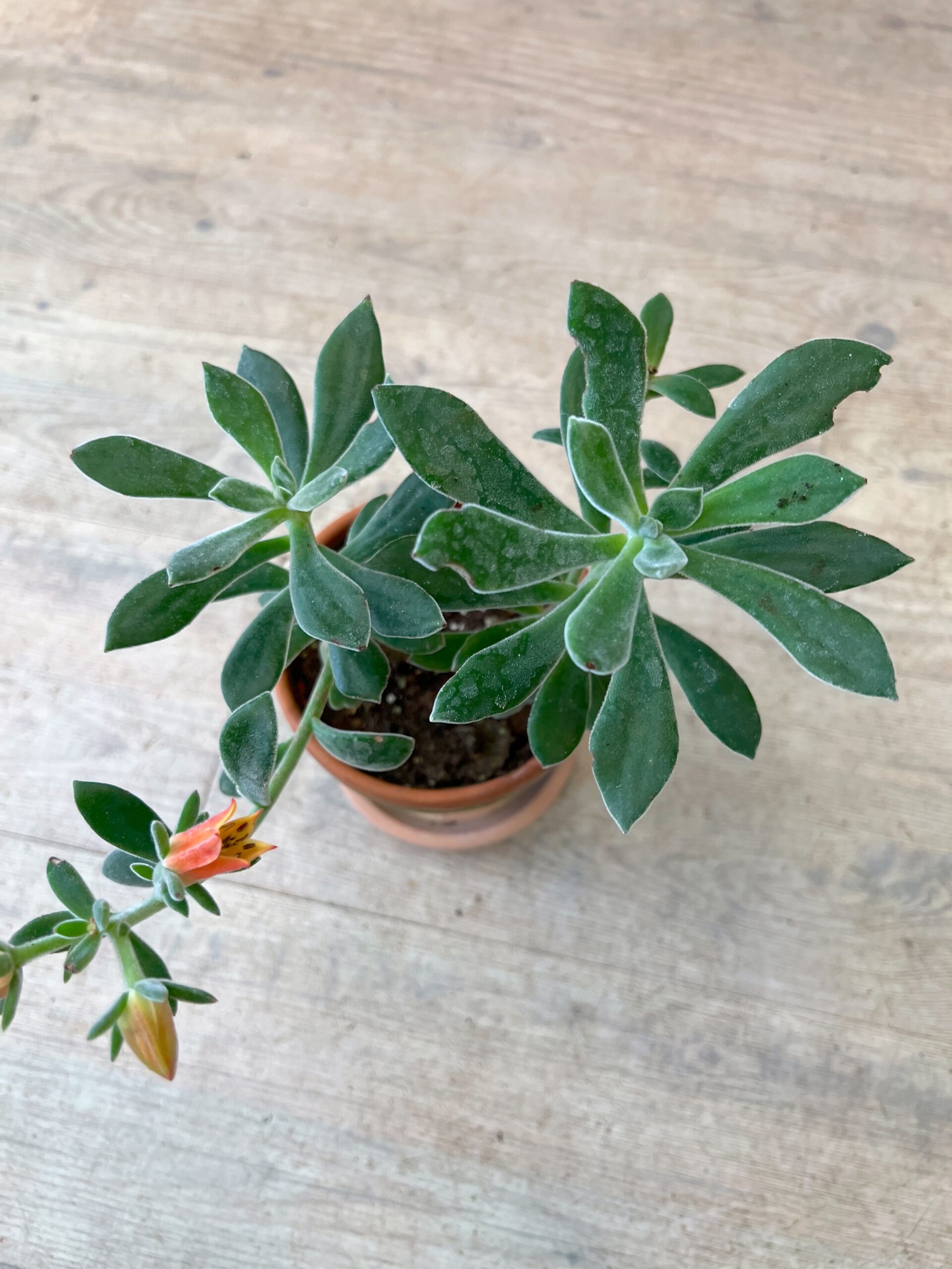 Echeveria med blomst - Grønne stueplanter - Happyflower-dk