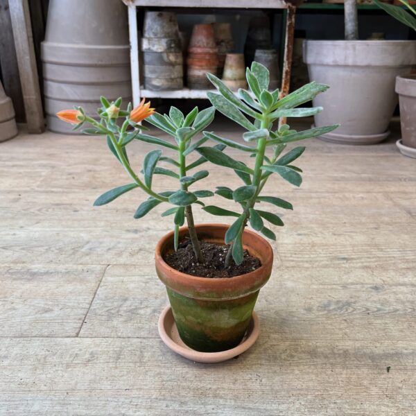 Echeveria med blomst - Happyflower-dk