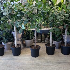 Ficus Audrey Opstammet 140 cm.