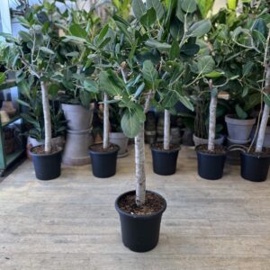 Ficus Audrey Opstammet 140 cm.