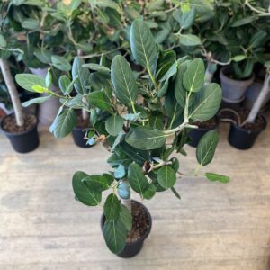 Ficus Audrey Opstammet 140 cm.