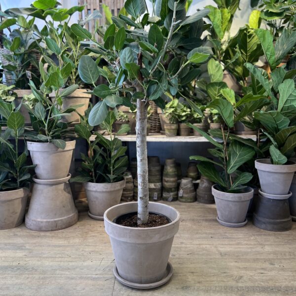 Ficus Audrey opstammet 140 cm. med krukke - Happyflower-dk