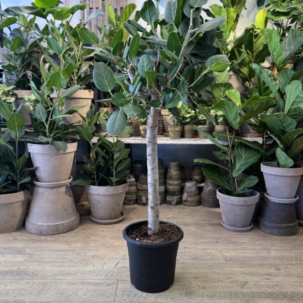 Ficus Audrey Opstammet 140 cm.