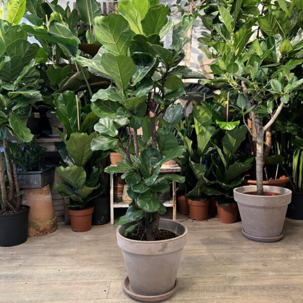 Forgrenet-Violinfigen-140-160-cm.-med-krukke-Happyflower-dk-1024x768