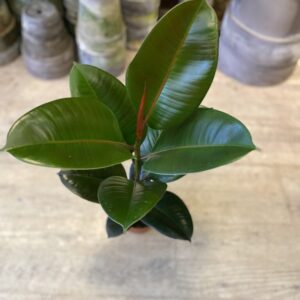 Gummiplante (lille)