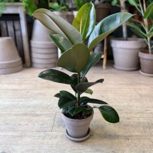 Gummiplante (lille) med krukke - Grønne stueplanter online - Happyflower-dk