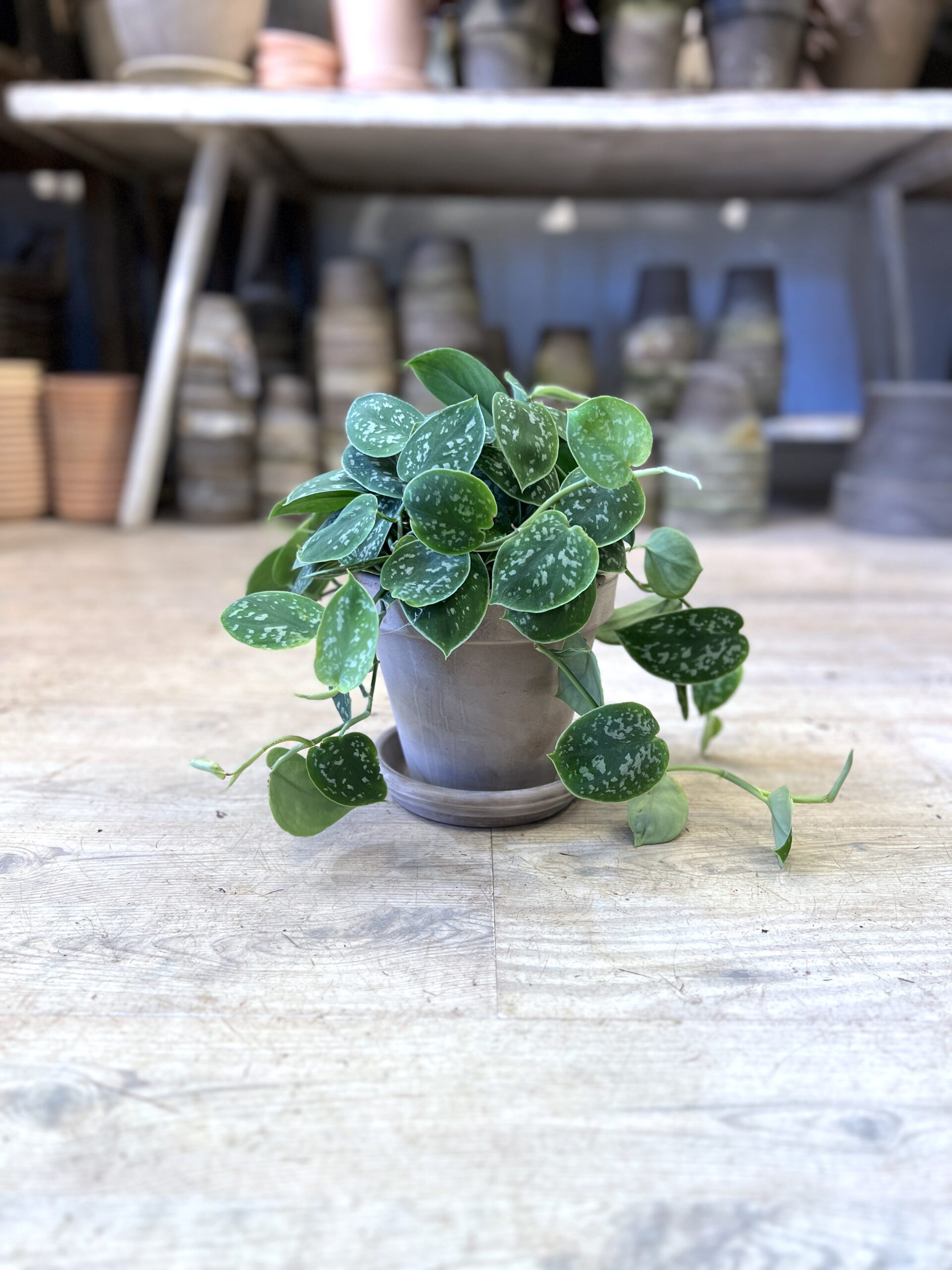Måneskin med krukke og underskål - Scindapsus 2023 - Happyflower-dk