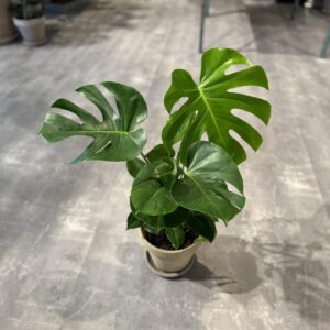 Monstera Deliciosa