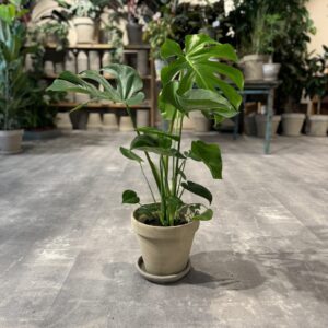 Monstera Deliciosa - Happyflower-dk