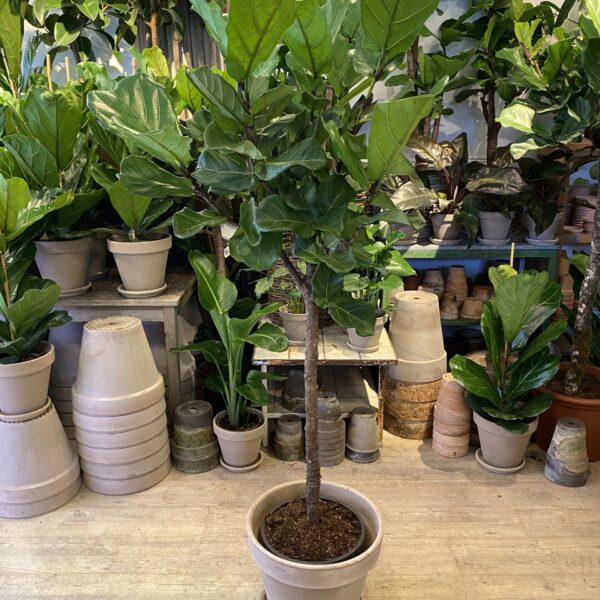 Opstammet Violinfigen 160-180 cm. med krukke - Happyflower-dk