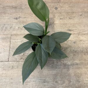 Philodendron Grey