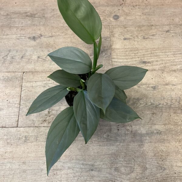 Philodendron Grey