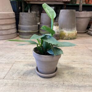 Philodendron Grey med krukke - Happyflower-dk