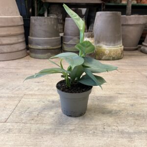 Philodendron Grey