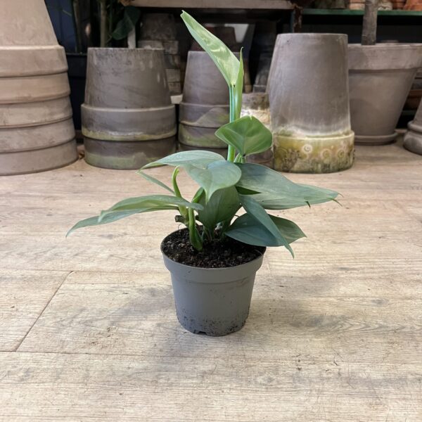 Philodendron Grey