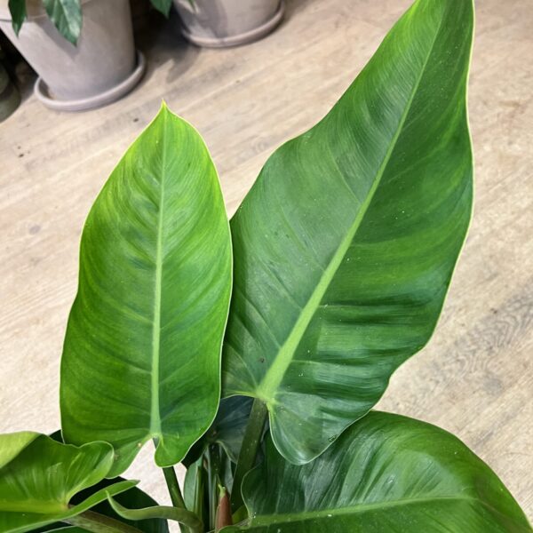 Philodendron Imperial