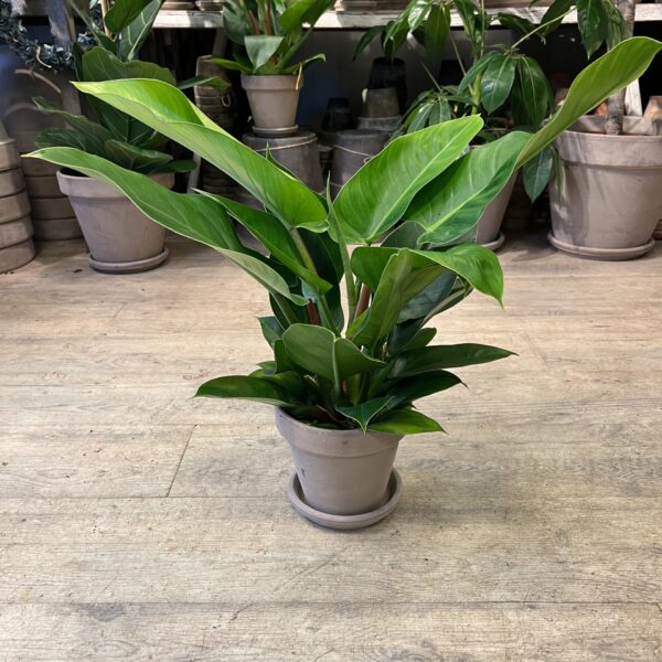 Philodendron Imperial med krukke - Stueplanter online - Happyflower-dk
