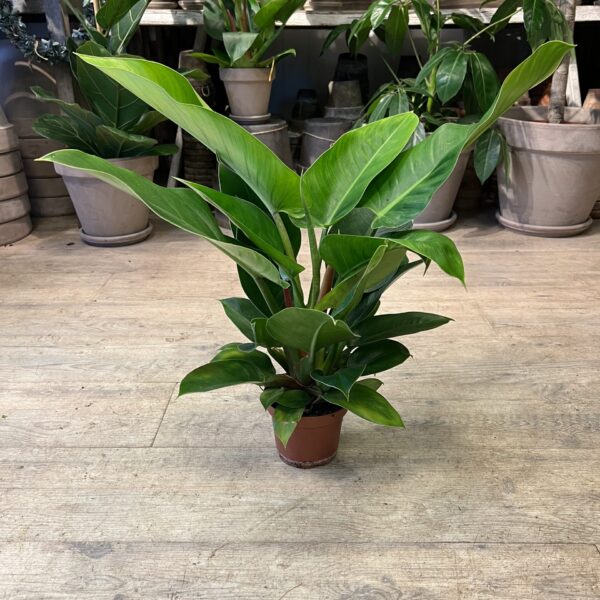 Philodendron Imperial