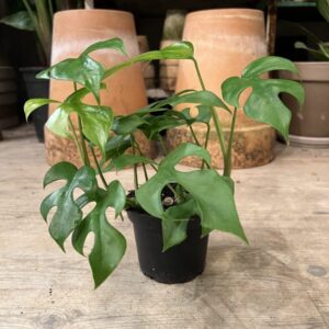 Philodendron Minima