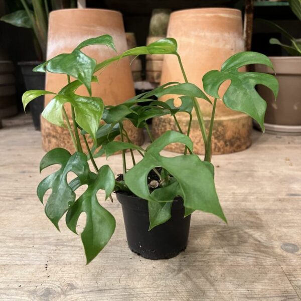 Philodendron Minima