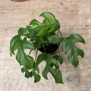 Philodendron Minima