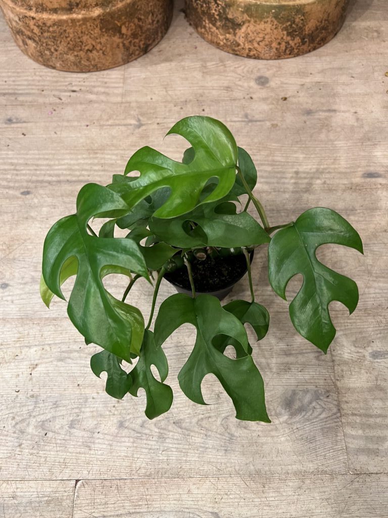 Philodendron Minima grøn