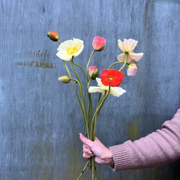 Valmuer - Send blomster - Happyflower-dk