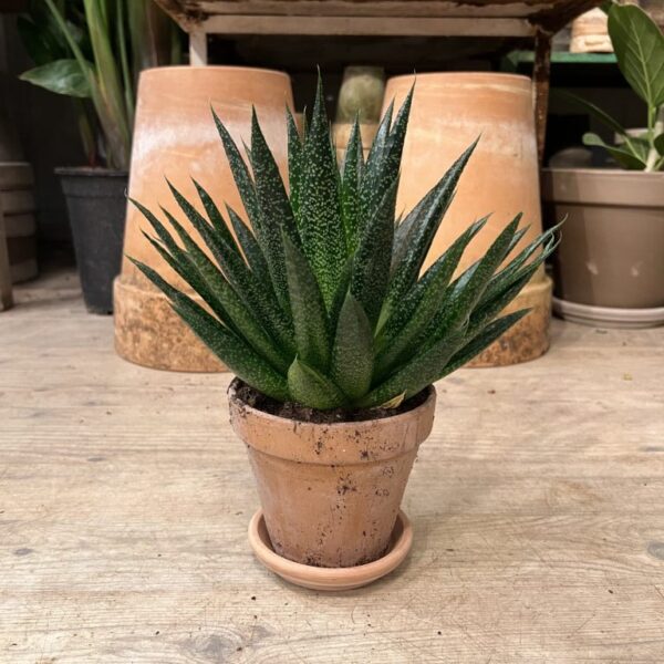 Aloe Vera med krukke og underskål - Happyflower-dk