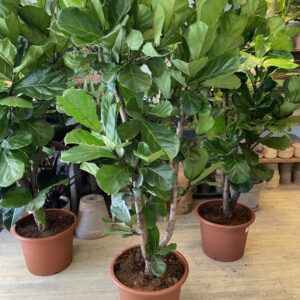 Forgrenet Violinfigen 2 meter - Store planter online - Happyflower-dk