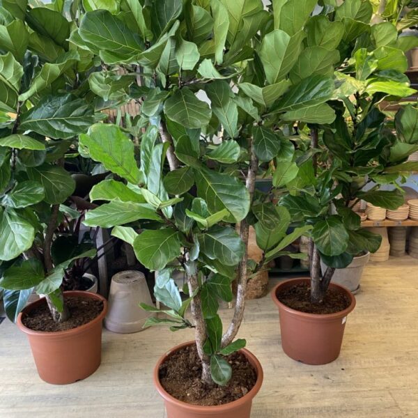 Forgrenet Violinfigen 2 meter - Store planter online - Happyflower-dk