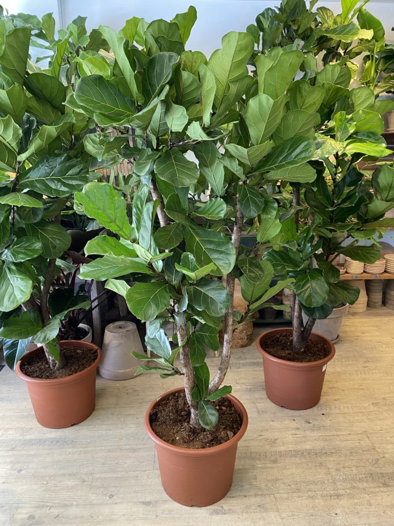 Forgrenet Violinfigen 2 meter - Store planter online - Happyflower-dk