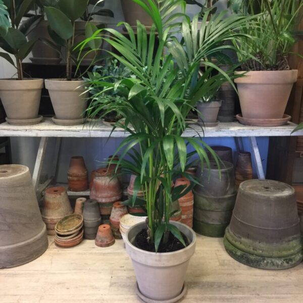 Kentiapalme med krukke - Howea Forsterriana - Køb palmer online - Happyflower-dk