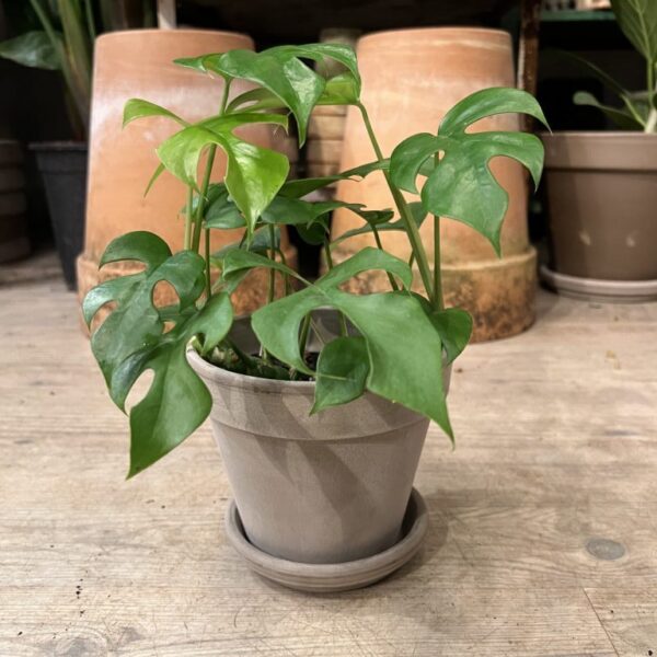 Philodendron Minima med krukke og underskål - Happyflower-dk