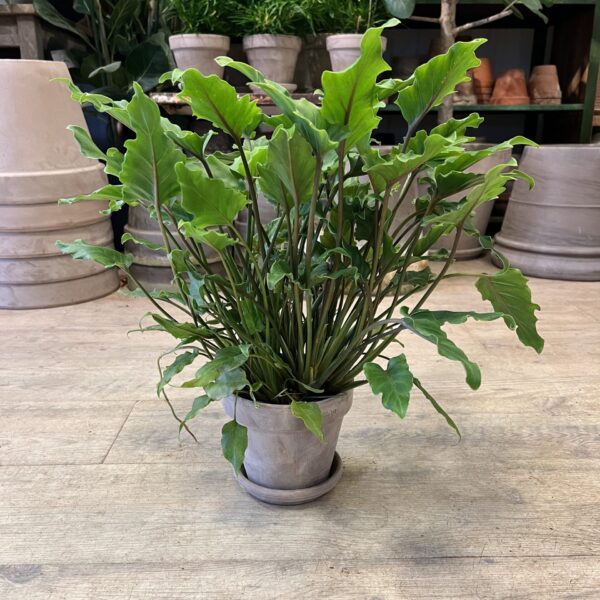 Philodendron Xanadu med krukke - Happyflower-dk