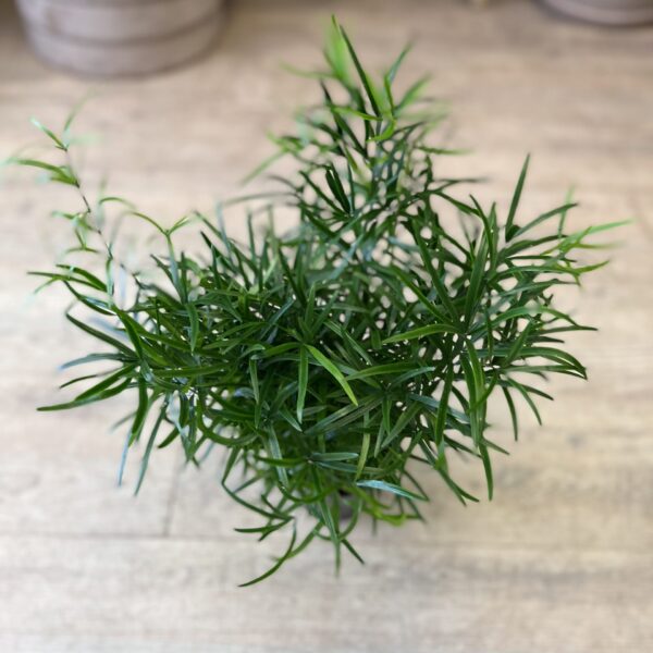 Asparagus Falcatus (lille)