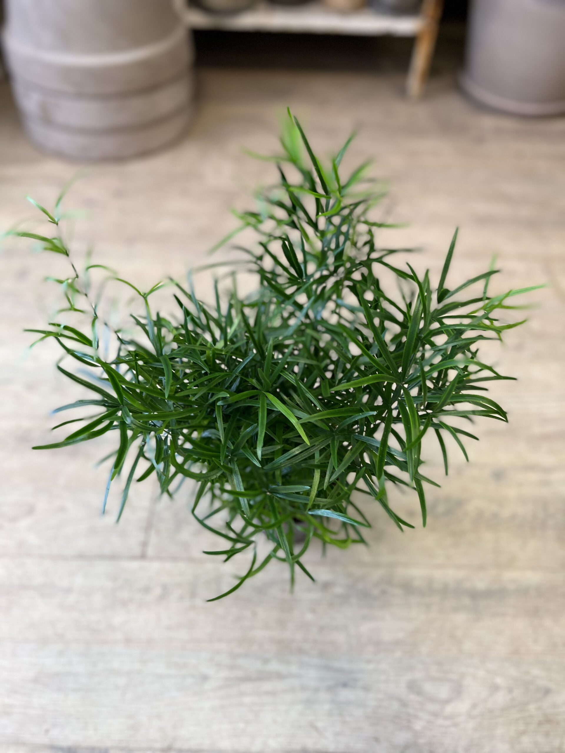 Asparagus Falcatus (lille) - Stueplanter billigt online - Happyflower-dk