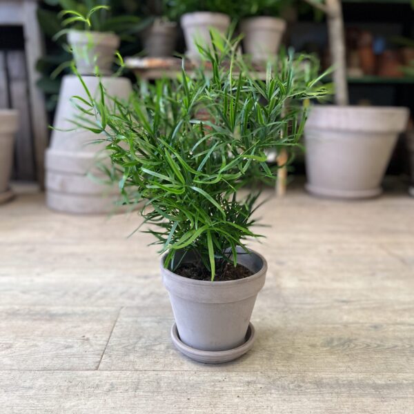 Asparagus Falcatus (lille) med krukke - Stueplanter online - Happyflower-dk