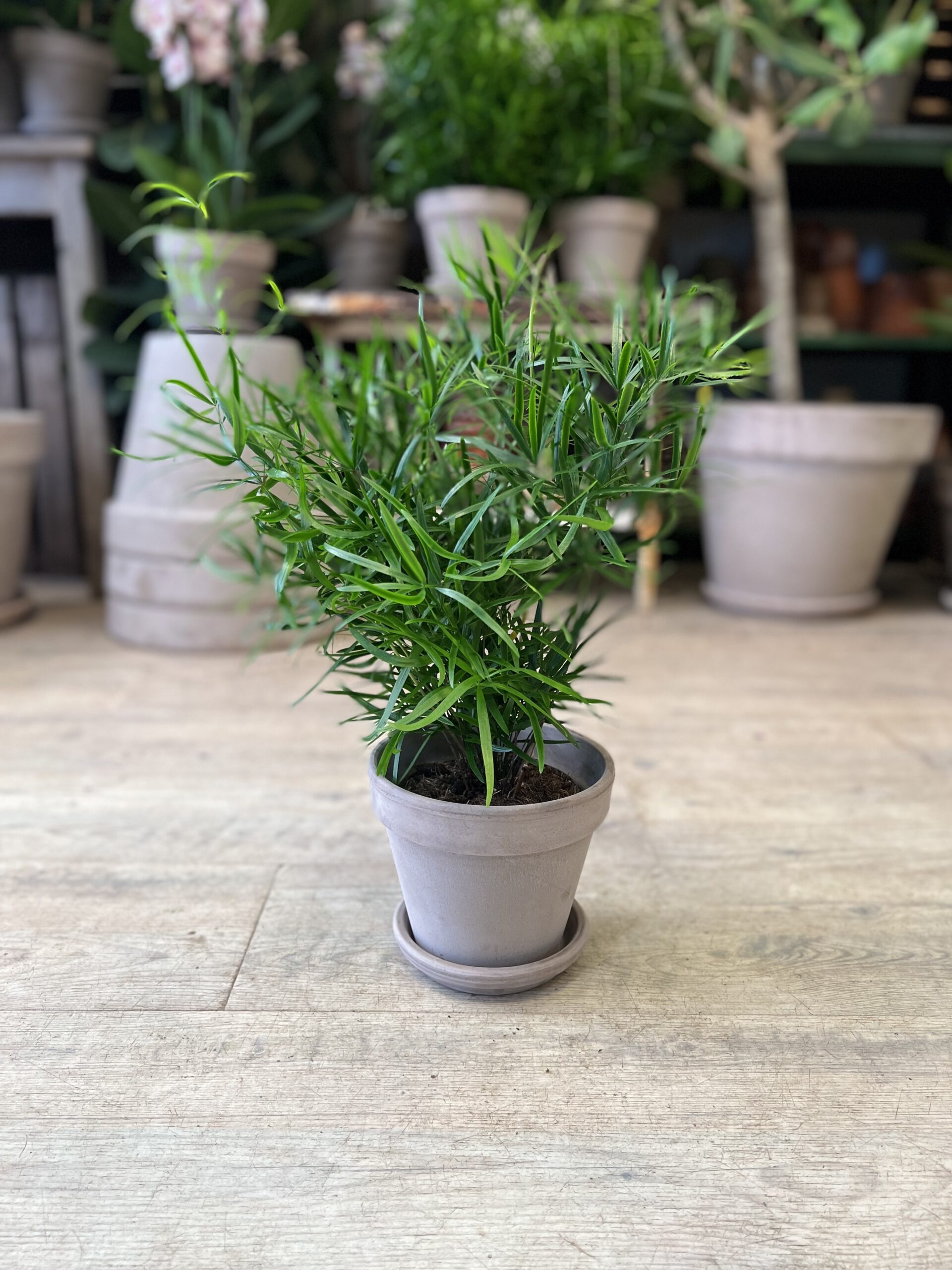 Asparagus Falcatus (lille) med krukke - Stueplanter online - Happyflower-dk