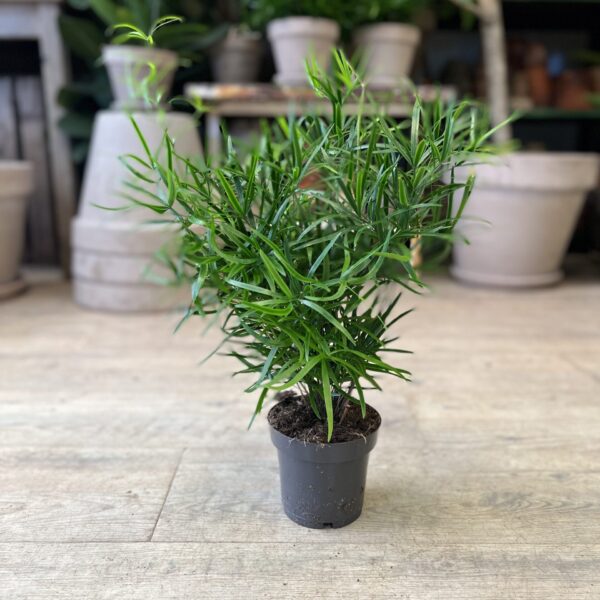 Asparagus Falcatus (lille)