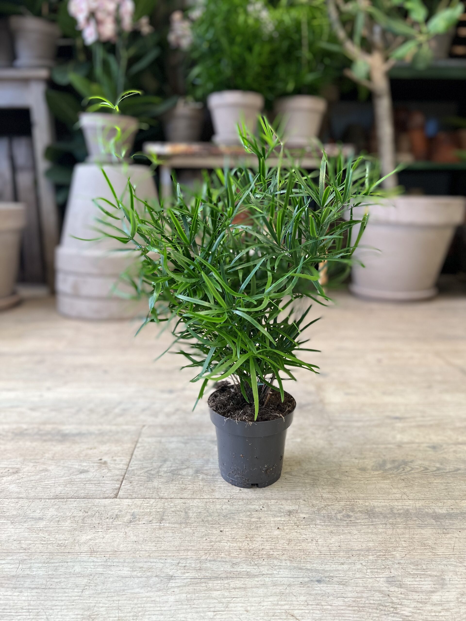 Asparagus Falcatus (lille) uden krukke - Stueplanter online - Happyflower-dk