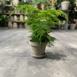 Asparagus - Happyflower-dk-