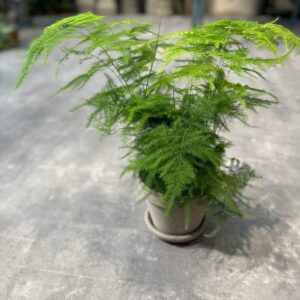Asparagus
