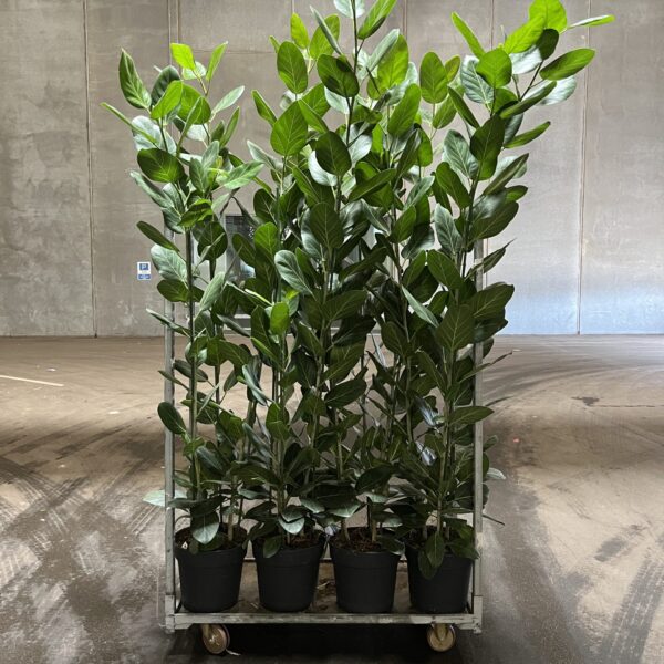 Ficus Audrey 240-260 cm.