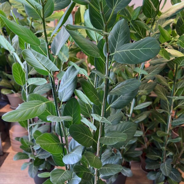 Ficus Audrey 240-260 cm.
