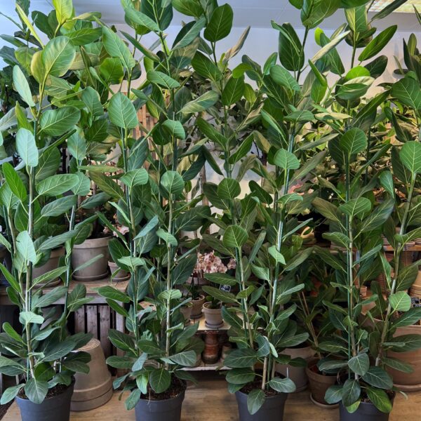 Ficus Audrey 240-260 cm.