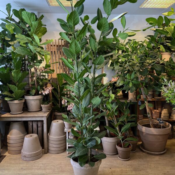 Ficus Audrey 240-260 cm. med krukke - Happyflower-dk